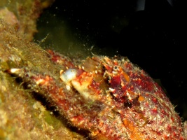 103 Crab    IMG 5485